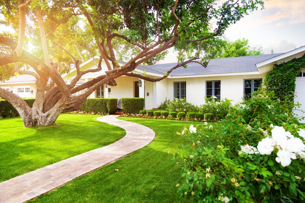 Beautiful white color single family home with big green grass yard, large tree and roses.