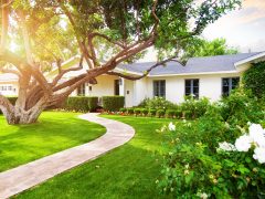 Beautiful white color single family home with big green grass yard, large tree and roses.
