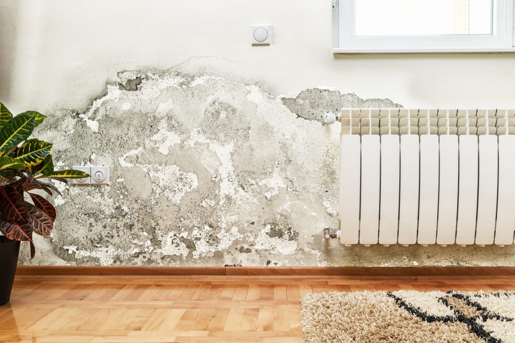 Spot the Difference: Mold, Mildew, or Water Stains