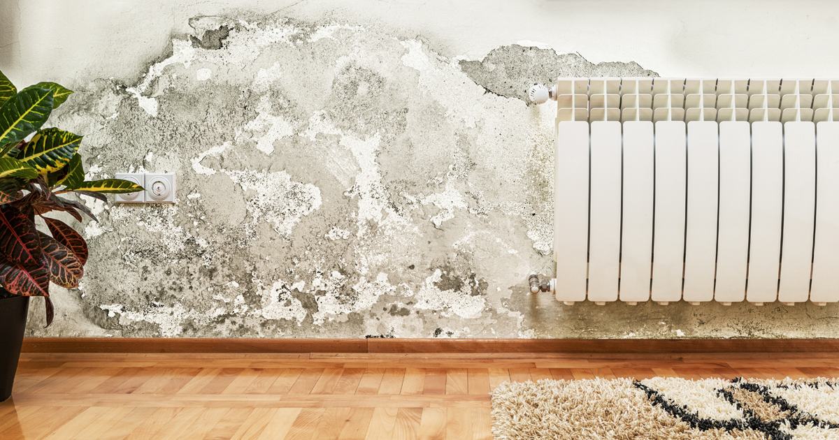 Mold Mildew Or Water Stains, Can Mold Grow On Hardwood Floors