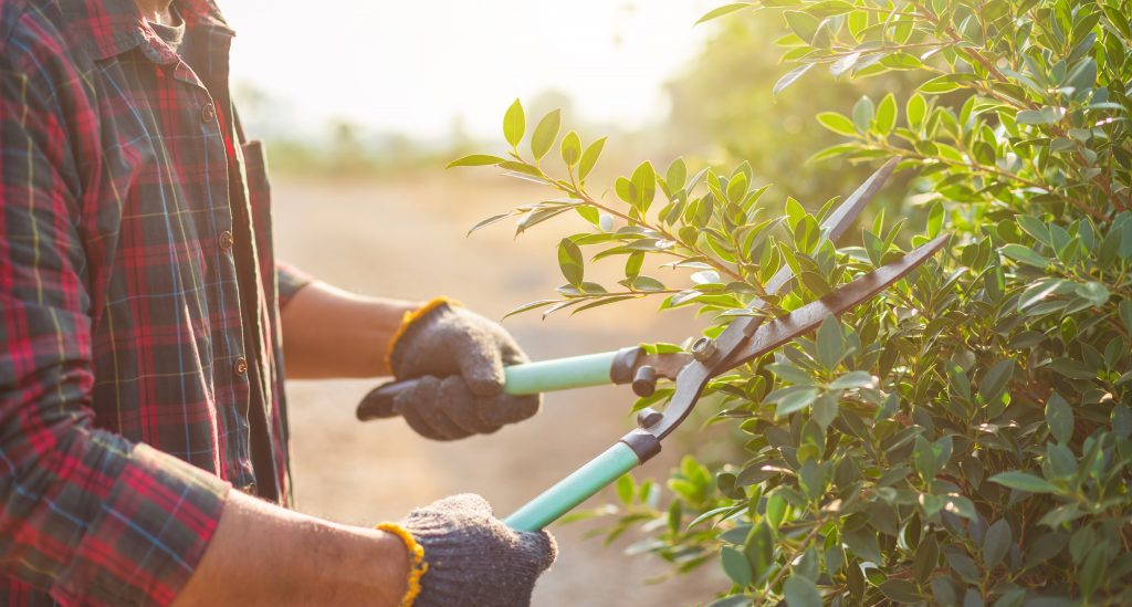 How to Keep Your Garden Green & Healthy this Summer