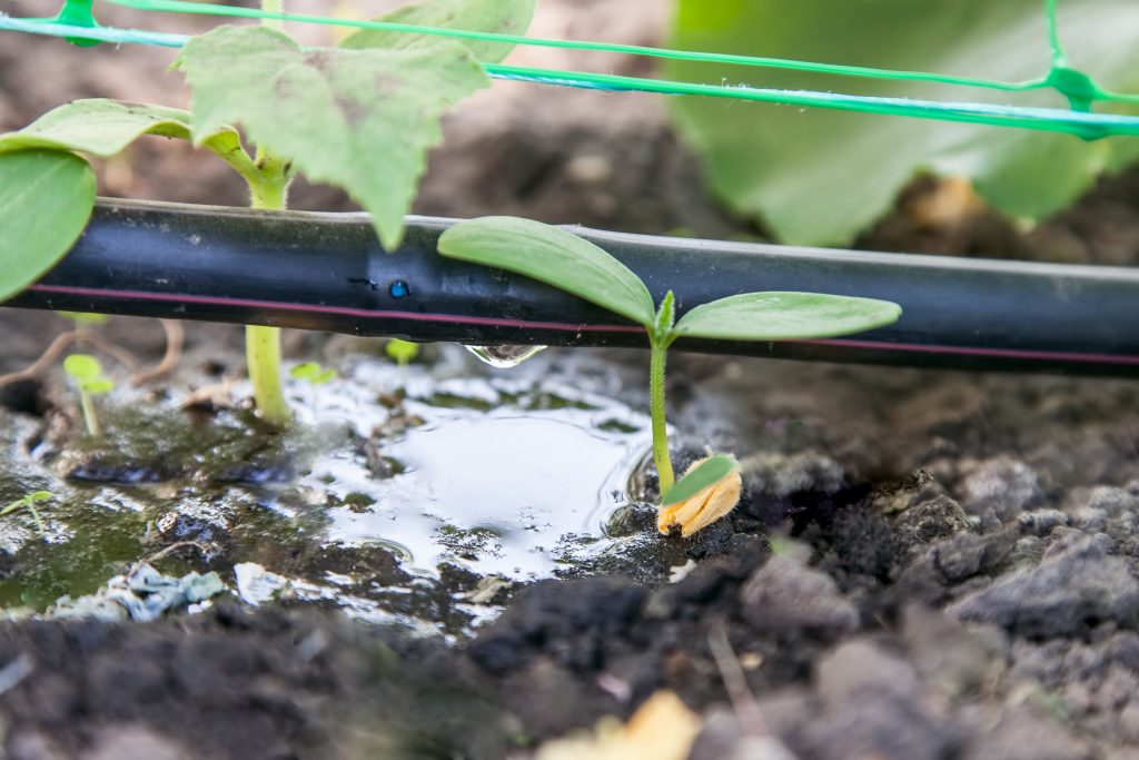 Cultivation of cucumbers in the greenhouse, drip irrigation system close-up